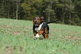 BASSET HOUND 010